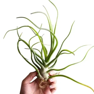 Tillandsia Showtime