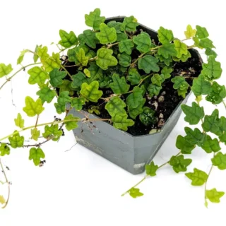 Ficus Pumila Quercifolia, Miniature Oak Leaf Fig, String of Frogs