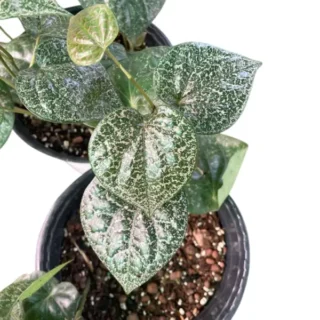 Piper Mint Variegated - Rare