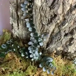 Marcgravia sp. Azreal