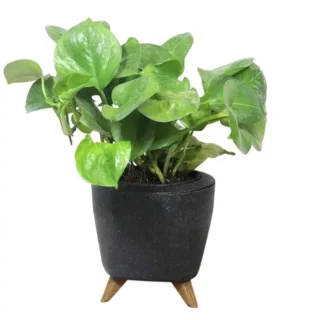 Manjula Pothos Green