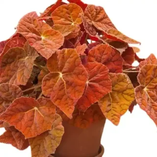 Begonia Red Amber