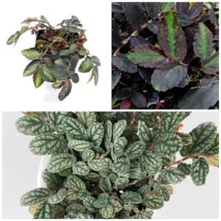 Pelliona Repens - Combo