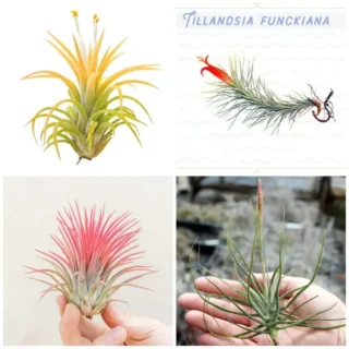 Air Plant - Combo