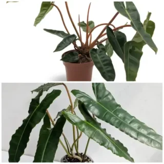 Philodendron Billietiae - Combo