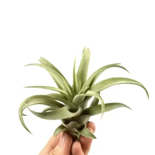 Tillandsia Capitata