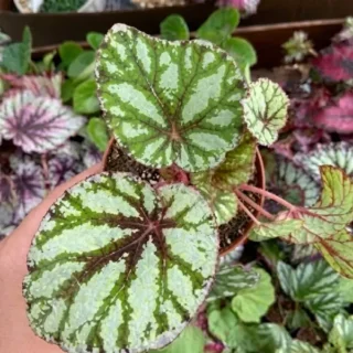 Venetian Red Rex Begonia