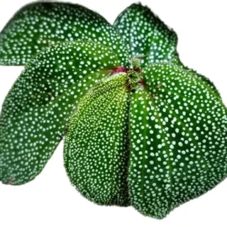 Sonerila sp. Polkadot