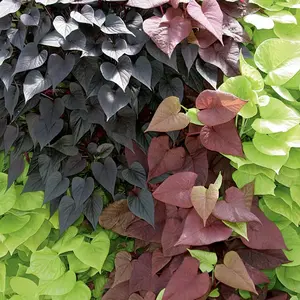 Sweet Potato Vine