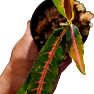 Labisia sp pink midway - Rare