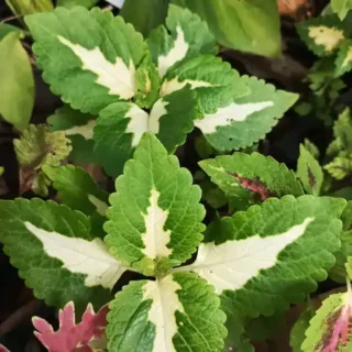 Coleus plant-C 07