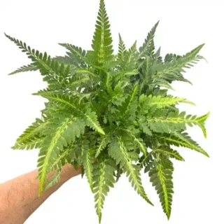 East Indian Holly Fern