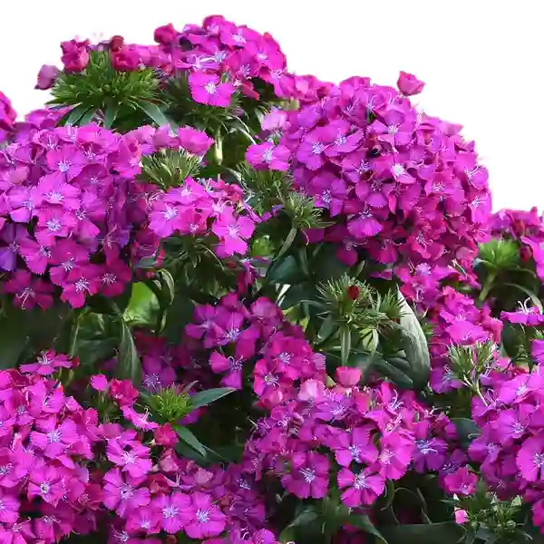 Dianthus Purple Plants