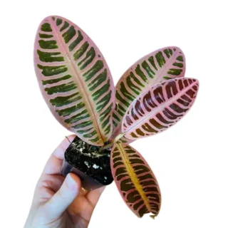 Emblemantha Urnulata Super Pink