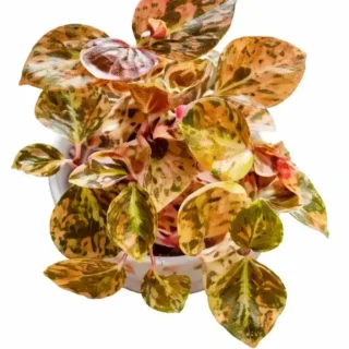 Peperomia Orange Metallic