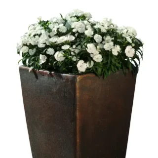 Dianthus White Plants