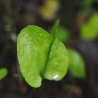 Ophioglossum Reticulatum