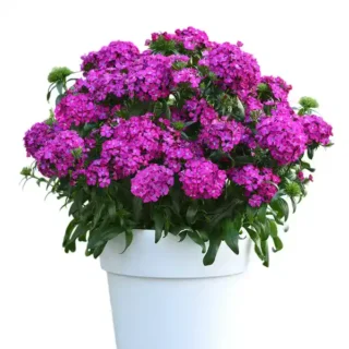 Dianthus Purple Plants