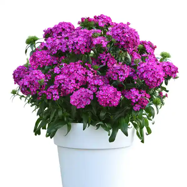 Dianthus Purple Plants