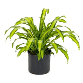 Dracaena Marley