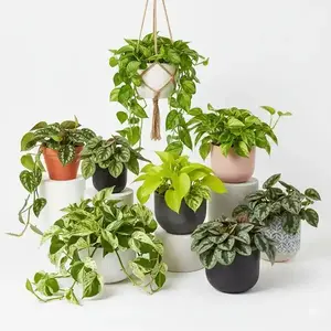 Pothos & Scindapsus