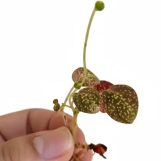 Sonerila Sp Trailing Star