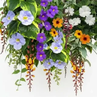 Thunbergia, Clock Vine