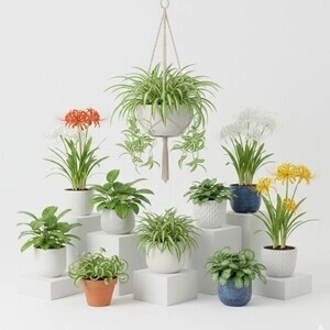 Spider Plants