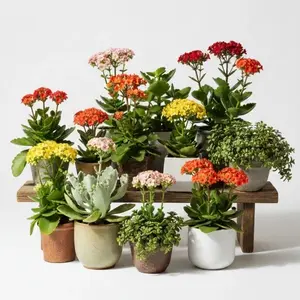 Kalanchoe