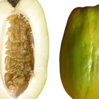 Giant Granadilla Passionfruit