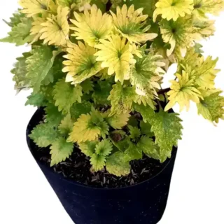 Coleus plant-C 02