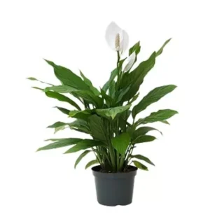 Peace Lily Sensation