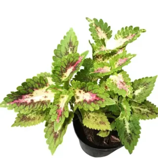 Coleus plant-C 05