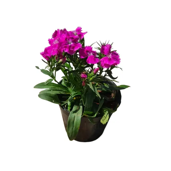 Dianthus Purple Plants