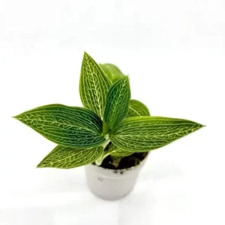 Ludisia Discolor Alba Variegated