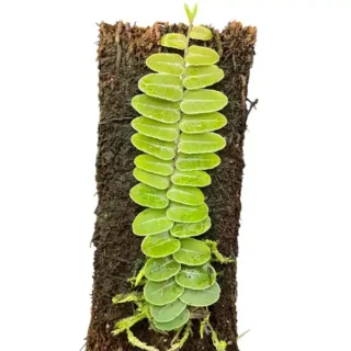 Marcgravia Umbellata