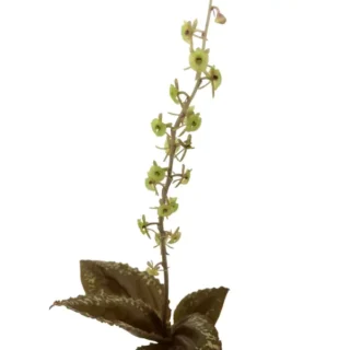 Crepidium Calophyllum