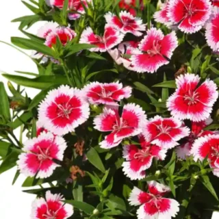 Dianthus Red and White Mixed Colour