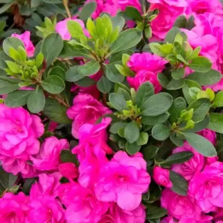 Azalea plant